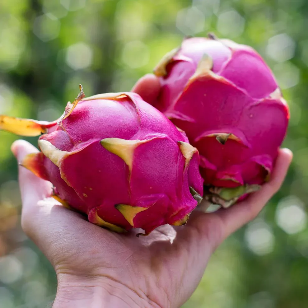 Pacific fruit ZMAJEVO VOĆE (DRAGON FRUIT) pire - Slika 4